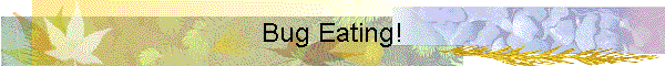 Bug Eating!