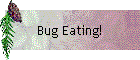 Bug Eating!
