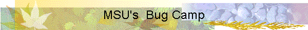 MSU Bug Camp 2008